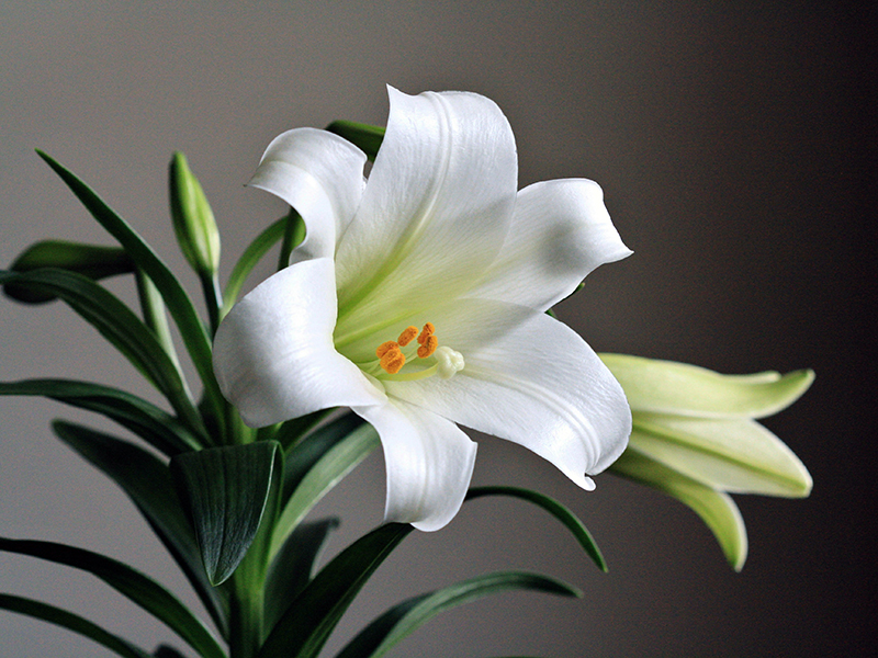 ghermezian brothers net worth - Article 3